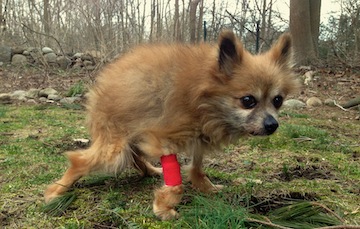 A little reddish-brown dog with a bandage on his leg walks around the yard.